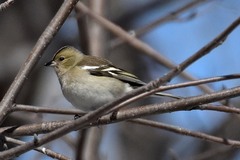 Fringilla coelebs