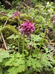 Corydalis jingyuanensis