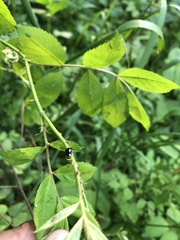 Chilocorus renipustulatus