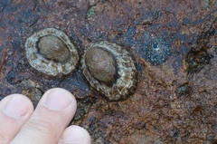 Cellana ornata