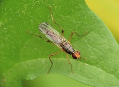 Norellia tipularia