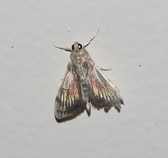 Rehimena cissophora