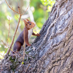 Sciurus vulgaris