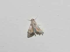 Rehimena cissophora