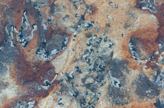 Spirobranchus cariniferus