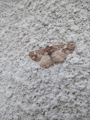 Pseuderannis lomozemia