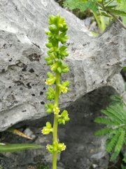 Lenophyllum acutifolium
