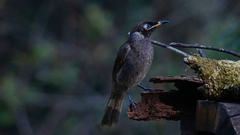 Bolemoreus frenatus