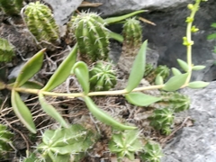 Lenophyllum acutifolium