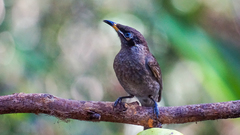 Bolemoreus frenatus