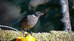 Bolemoreus frenatus