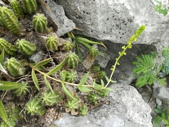Lenophyllum acutifolium
