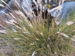 Rytidosperma setifolium