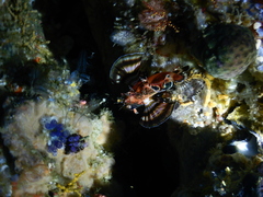 Dendrochirus biocellatus