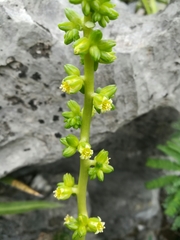 Lenophyllum acutifolium