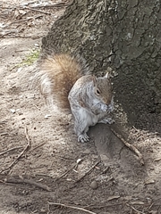 Sciurus carolinensis