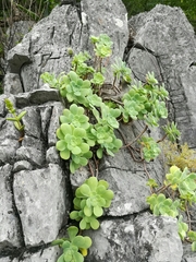 Sedum palmeri