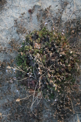 Limonium kraussianum