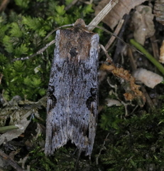 Xylena thoracica