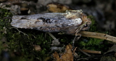 Xylena thoracica