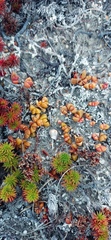 Disphyma dunsdonii