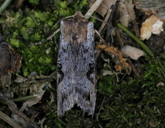 Xylena thoracica