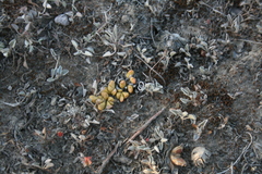 Disphyma dunsdonii