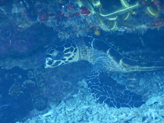 Eretmochelys imbricata