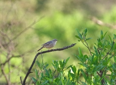 Anthus similis