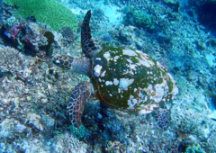 Eretmochelys imbricata