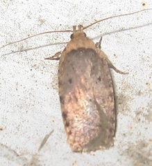 Agonopterix canadensis