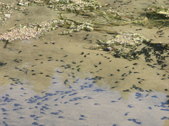 Bufo bufo