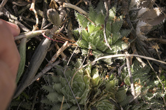 Haworthia herbacea