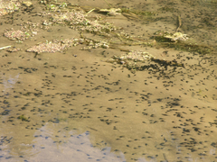 Bufo bufo
