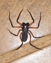 Platyoides walteri