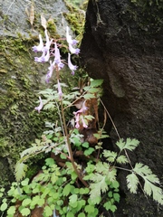 Corydalis incisa