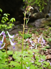 Corydalis incisa