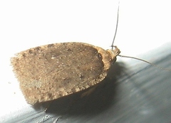 Agonopterix canadensis