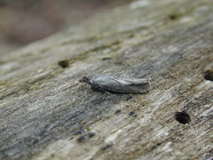 Pseudexentera mali