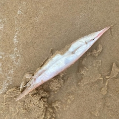 Centriscus cristatus