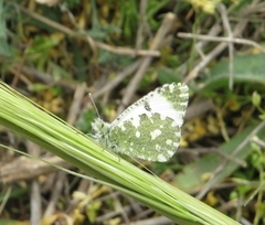 Euchloe tagis