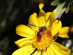 Lasioglossum peraustrale