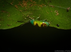 Chalcolampra marmorata