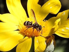 Lasioglossum peraustrale