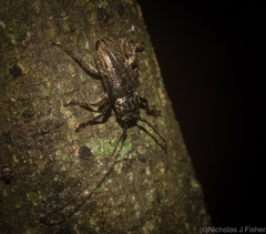 Prosoplus mediofasciatus