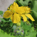 Asian Celandine - Photo (c) Timur Kalininsky, some rights reserved (CC BY-NC), uploaded by Timur Kalininsky