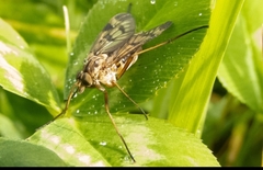 Rhagio atlanticus