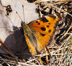 Nymphalis xanthomelas