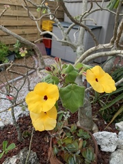 Uncarina grandidieri
