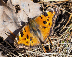 Nymphalis xanthomelas